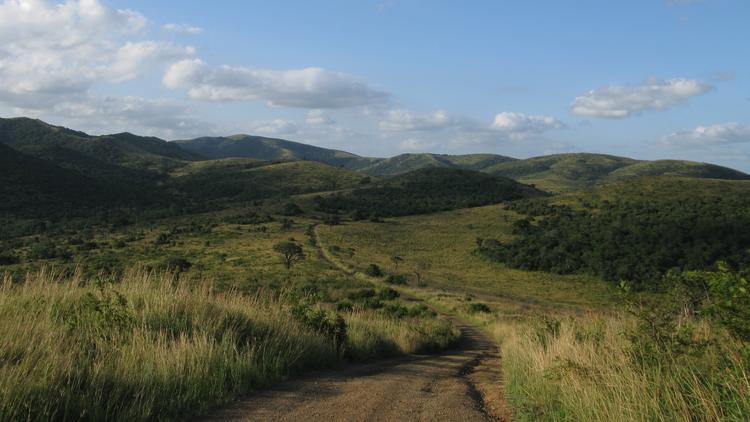 Hluhluwe savanna and forest patches
